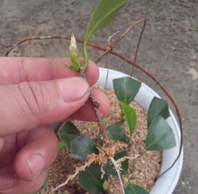 茶花扦插,学会"技巧",提高成活率,蹭蹭冒新根|茶花|率