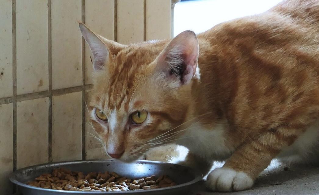 在农村,为什么很多人都说三花猫不能养?