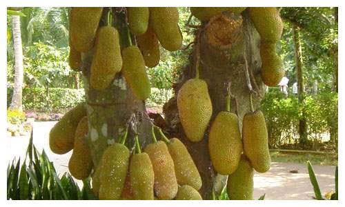 菠萝蜜的籽怎么弄成甜的 446e-iwasyei5387028.jpg