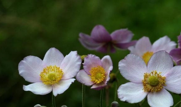 1种野棉花地里常见开花呈紫色花朵毛茸茸让人耳目一新