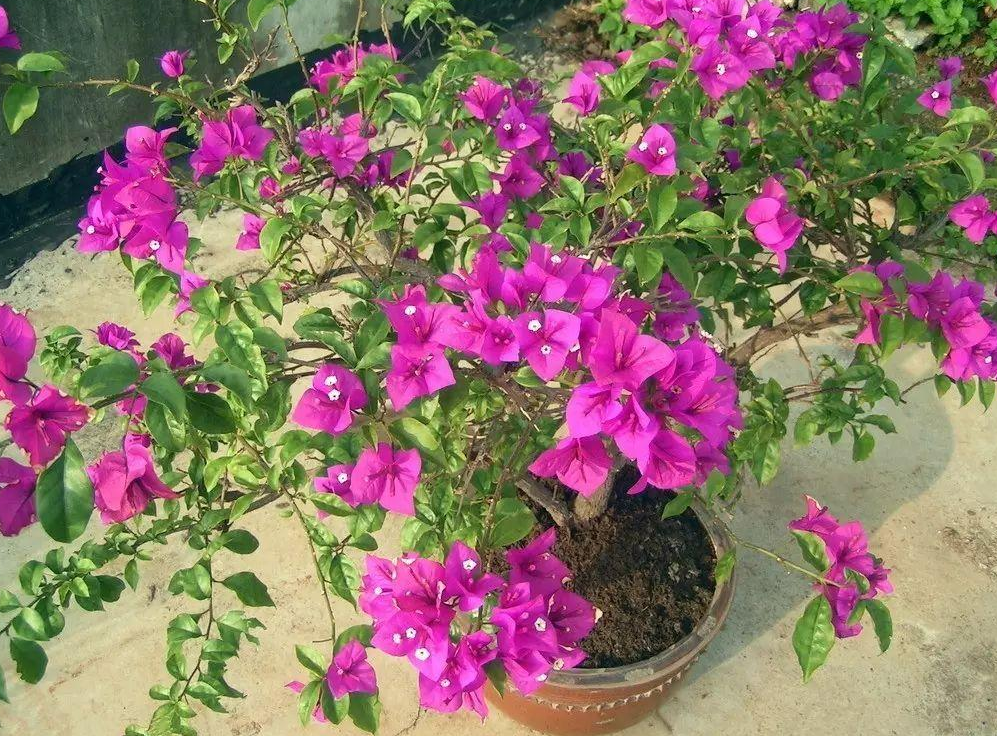 花期有几件事不能做,要记住了|三角梅|花蕾|土壤_新浪新闻