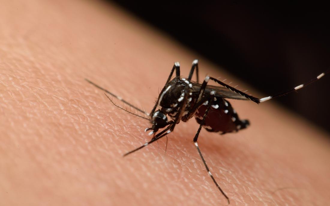 蚊子为什么不会被雨滴砸死 速度放慢200倍, 科学家找到答案