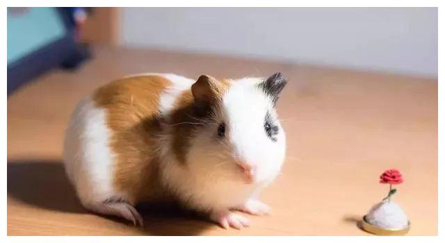 鼠是几画 2723-kefmphc7129449.jpg