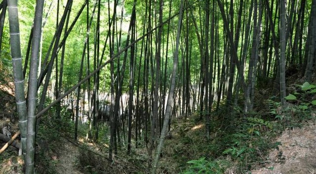 去世的婆婆托梦把她往老屋带，一场大雨过后，原来墙根里藏着宝贝