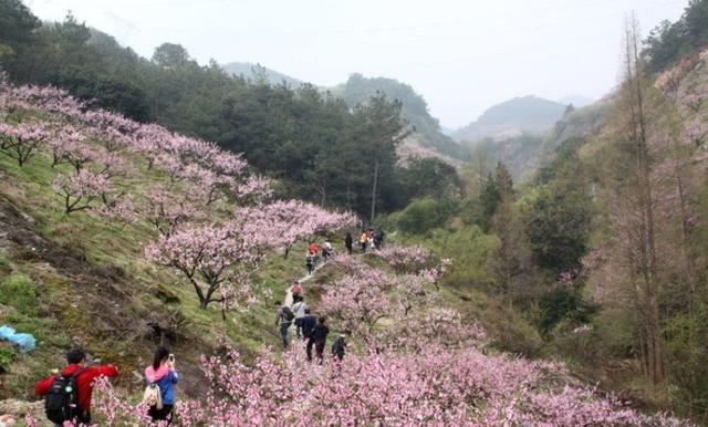 义乌桃花坞风景区在哪里几月开放时间?