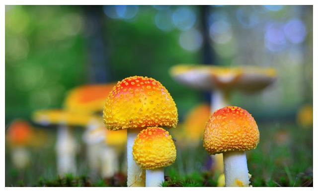 生于自然长于自然缤纷多彩的野生蘑菇大全
