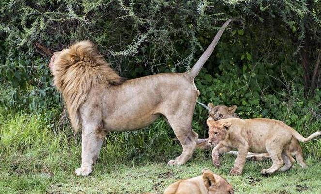 小狮子蹲在爸爸身后玩，被他尿了一脸，哭着去找妈妈