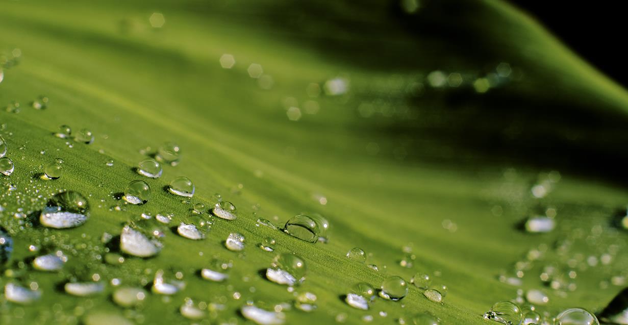 蚊子为什么不会被雨滴砸死 速度放慢200倍, 科学家找到答案