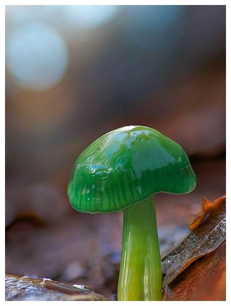 奇妙的世界#这些野生蘑菇生于自然,长于自然,尽情释放着自己的美丽.
