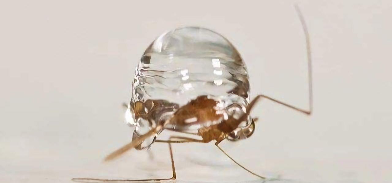 蚊子为什么不会被雨滴砸死 速度放慢200倍, 科学家找到答案