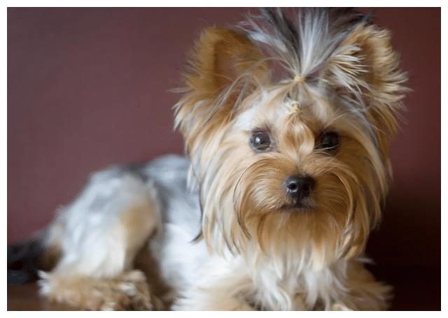 盘点 世界上体型最小的十种狗 你想养哪一个 马耳他 体型 吉娃娃 新浪新闻
