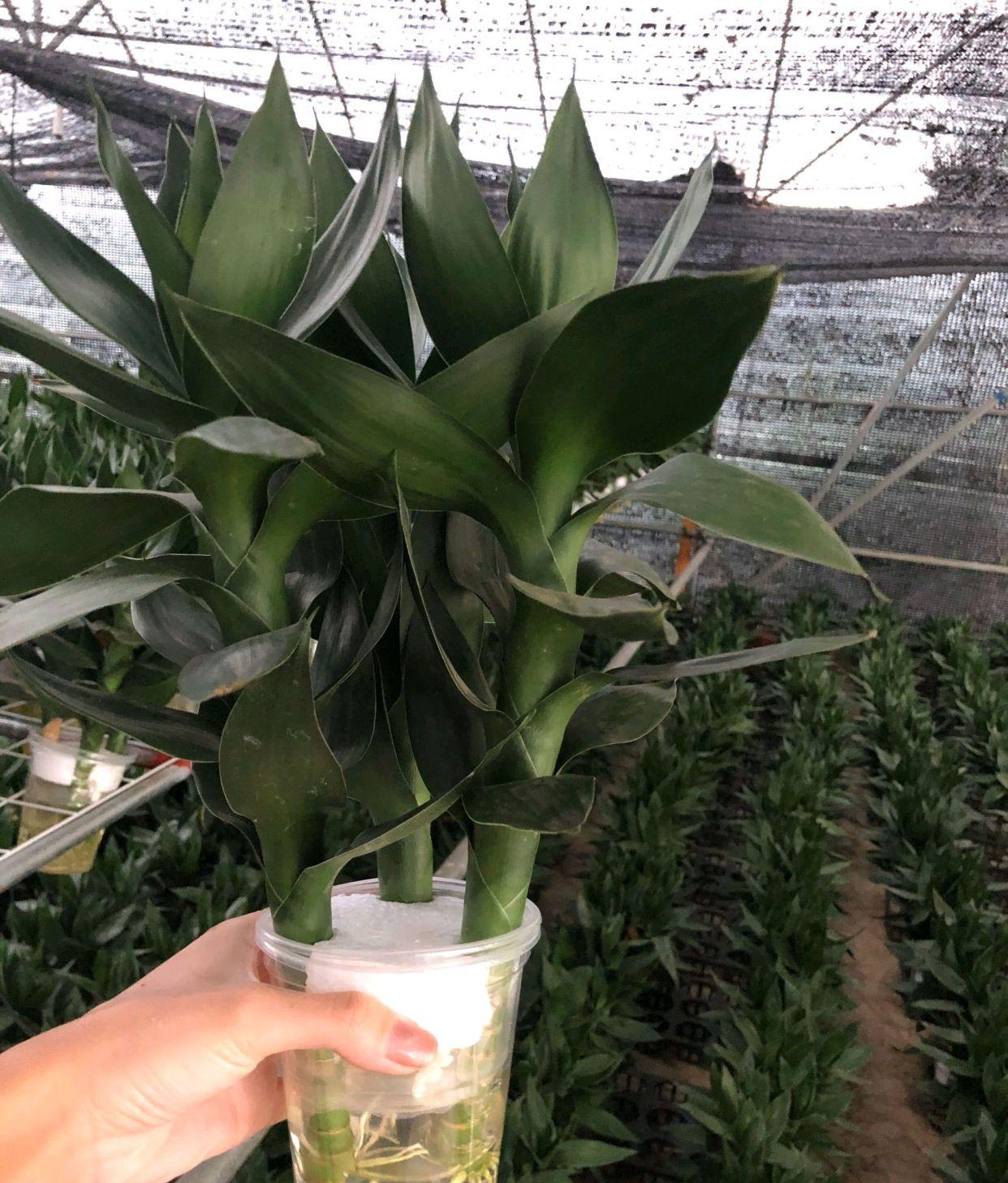 龟背竹怎么水培需要剪根吗 6809-iwasyei5369651.jpg