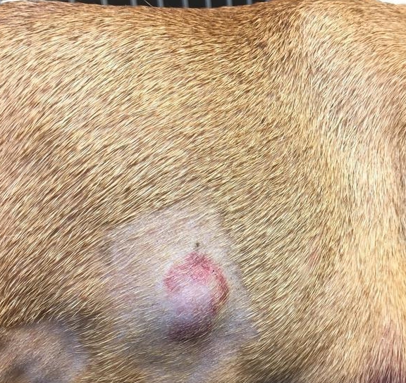 狗狗长肿块硬块,会是恶性肿瘤吗?主人要注意肿瘤可能会恶化