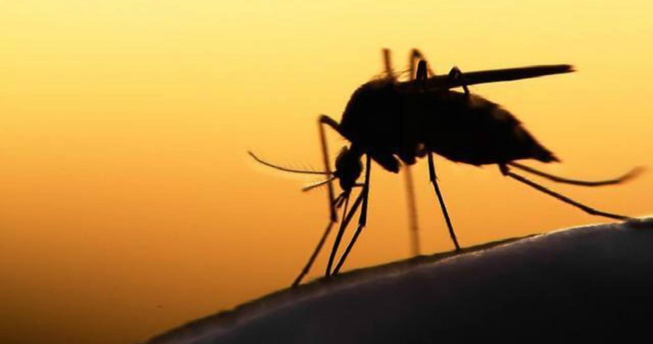 蚊子为什么不会被雨滴砸死 速度放慢200倍, 科学家找到答案