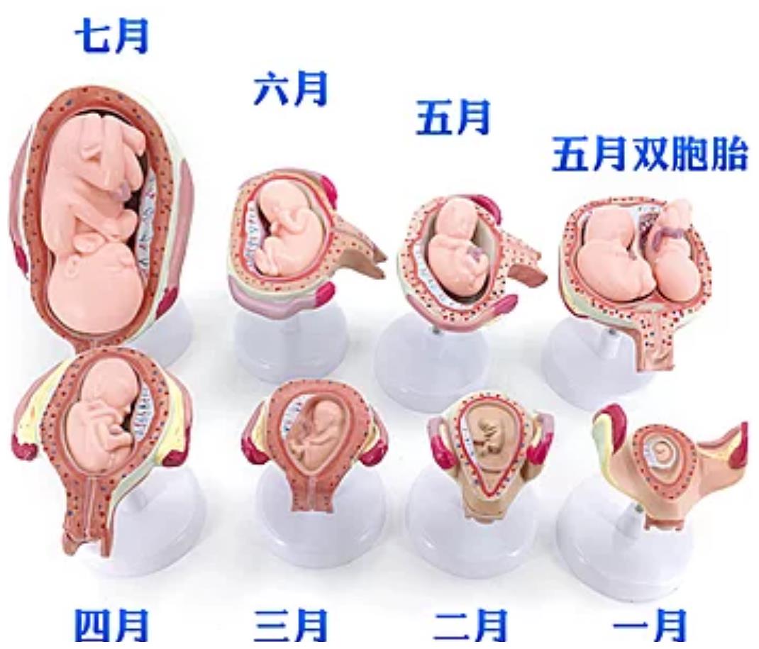 同时要放松心态,以积极乐观的情绪来面对. 胎儿发育偏小还有哪些原因