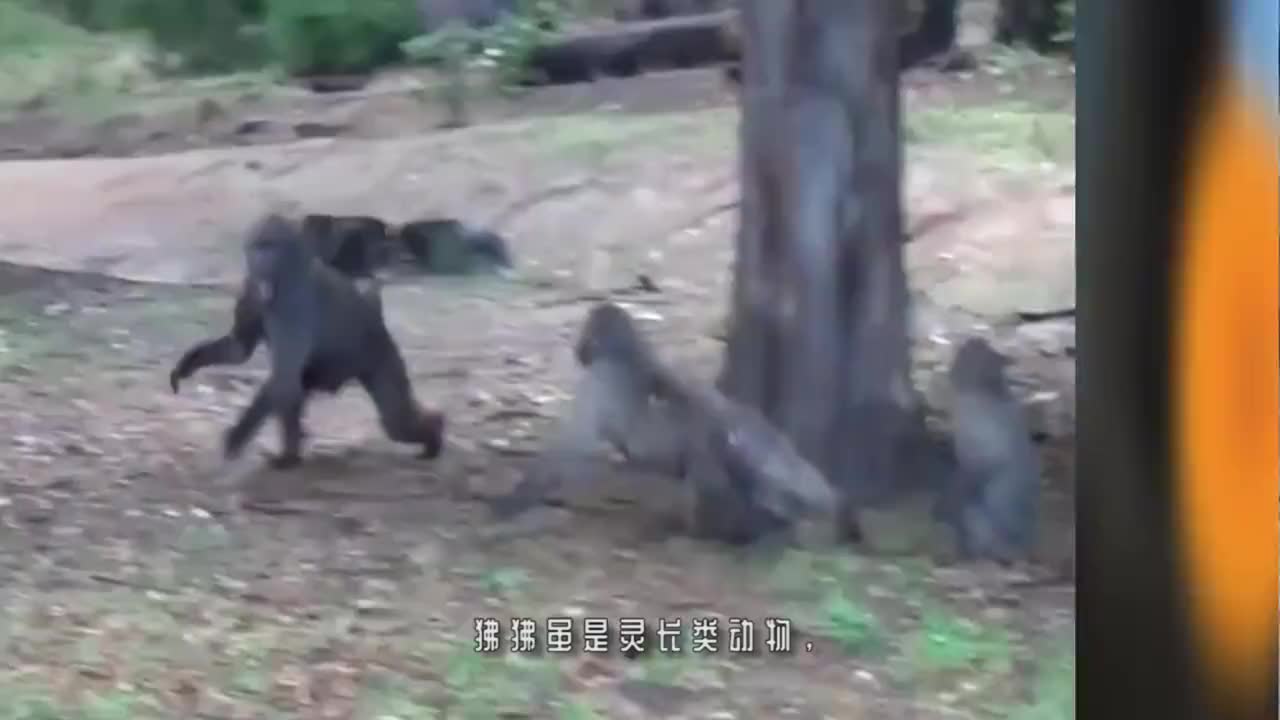 小狮子不幸被狒狒抓住,接下来狒狒的行为,让狮子生无