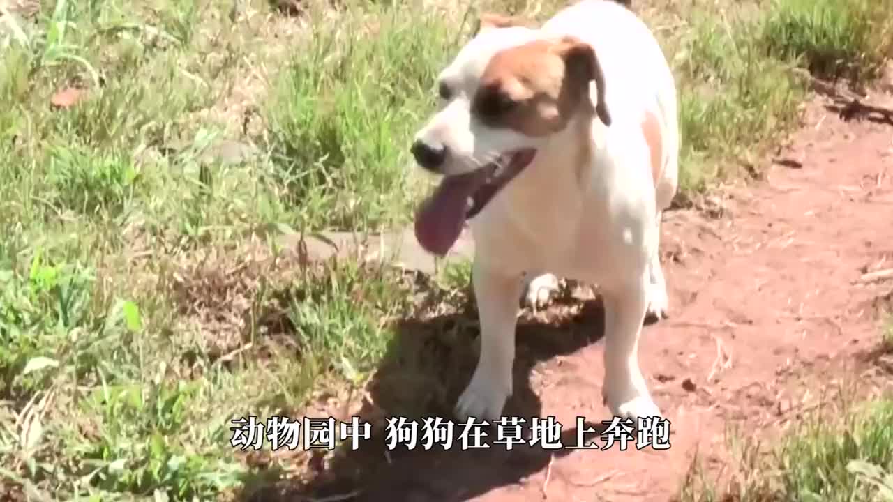 狗狗正在玩耍,不料却被美洲豹一口锁喉,结果会怎样?