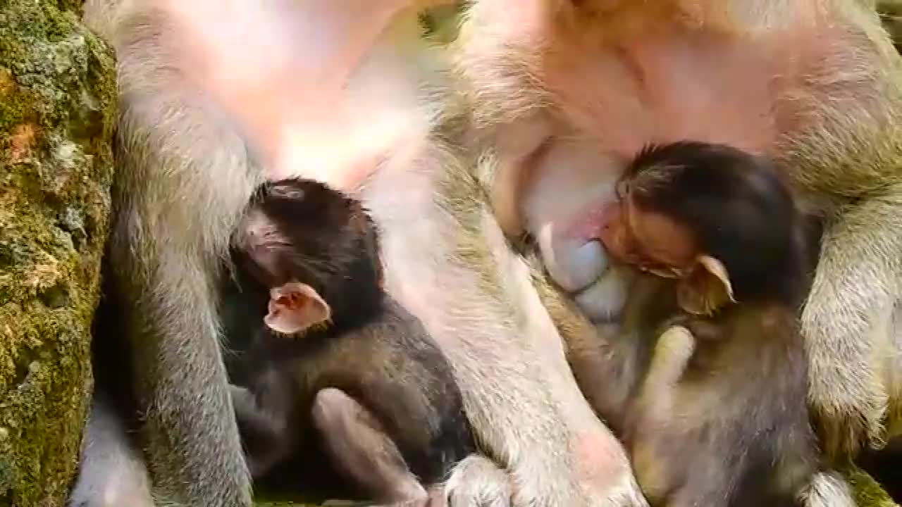 应当先给它安雨刮片啊 为您推荐: 刚出生的小猴子,胎盘还在身上,这