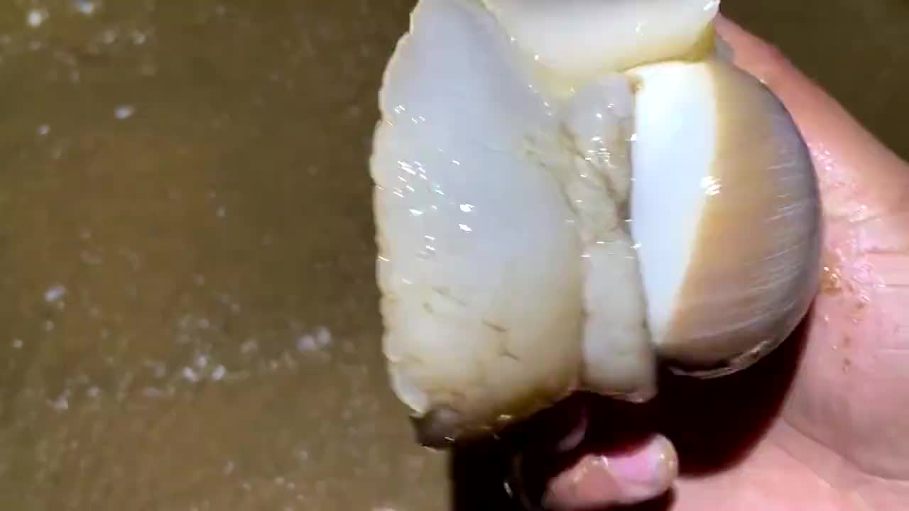 晚上退潮赶海,发现海玉米居然会发光,还有会喷水的大猫眼螺
