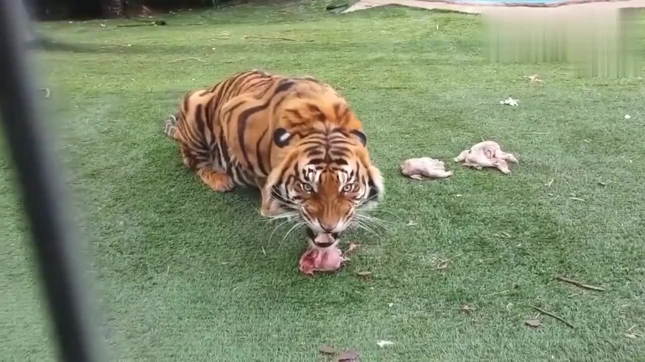 老虎张开血盆大口护着眼前的食物看着真是吓人