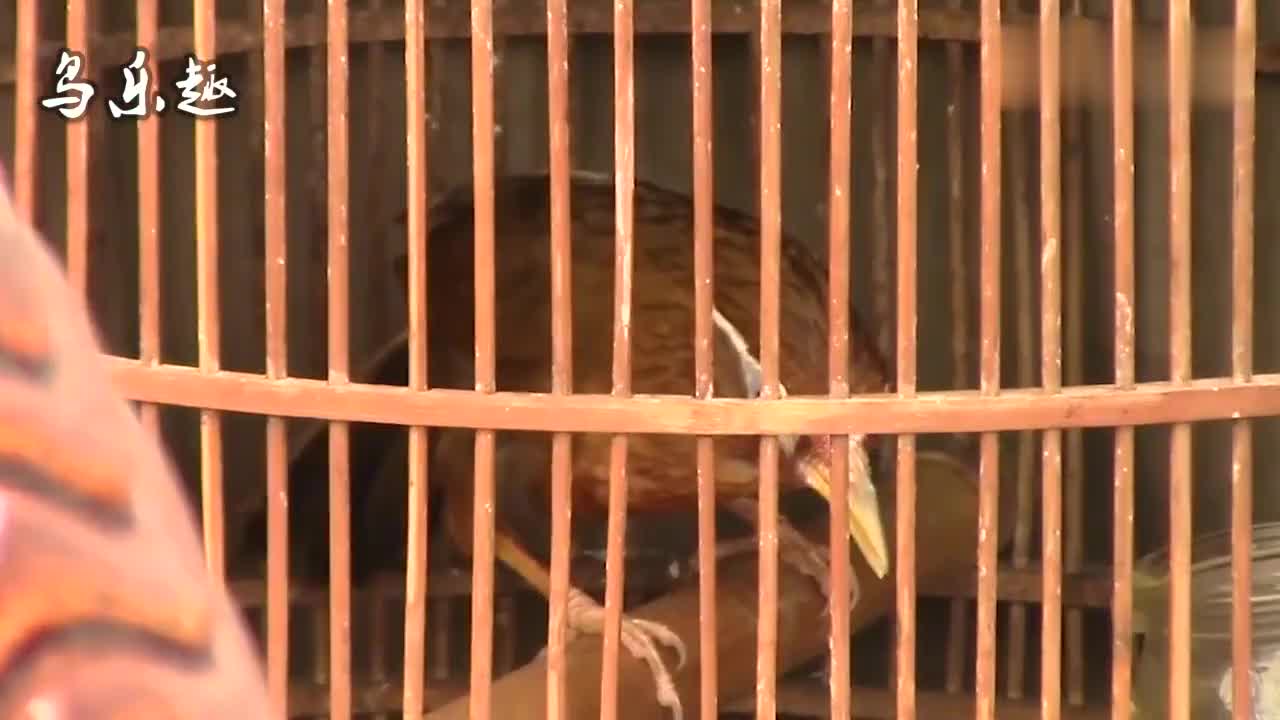 10分钟画眉鸟叫声好眼水好唱功叫声婉转不绝于耳