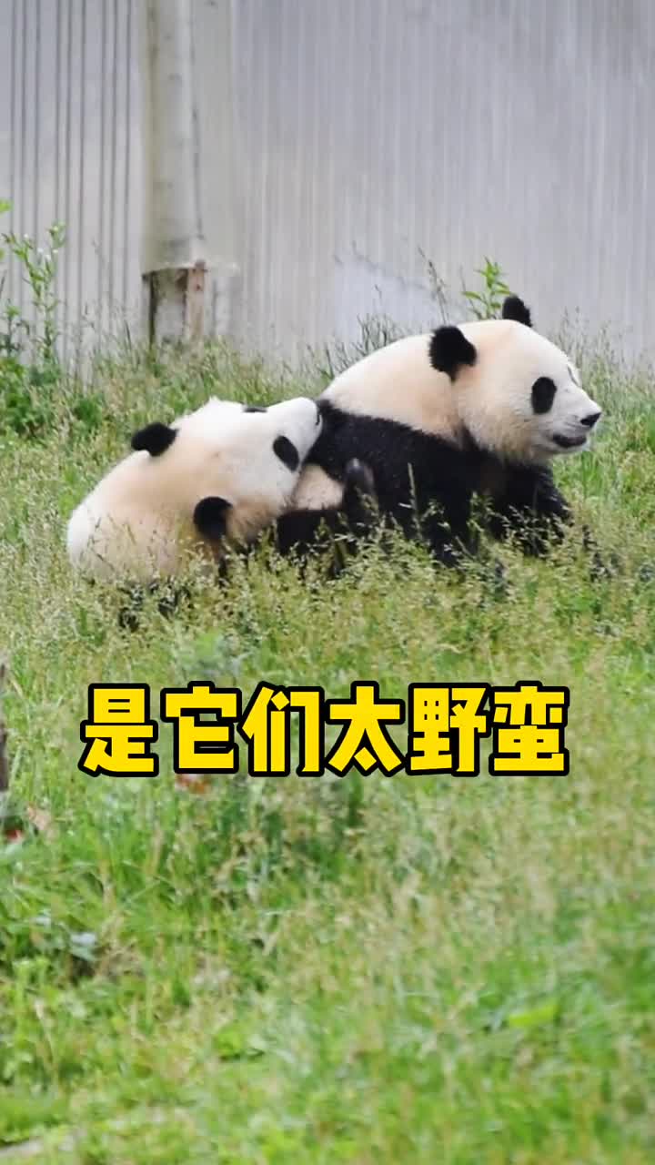 南小月为防御型熊猫代言