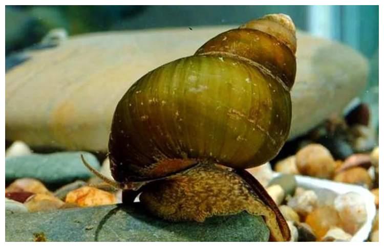 田螺, 泛指田螺科的腹足类软体动物, 在中国大部分地区均有分布.