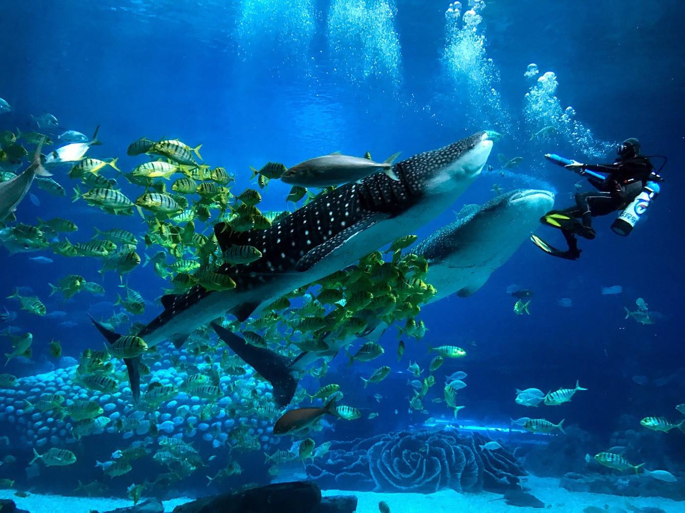 珠海长隆海洋王国,全球较大的海洋主题公园,令人震撼的视觉盛宴