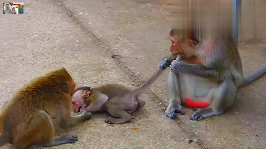 小猴子跟猴妈走散，遭到坏猴子无情毒打，太让人心疼了_新浪新闻