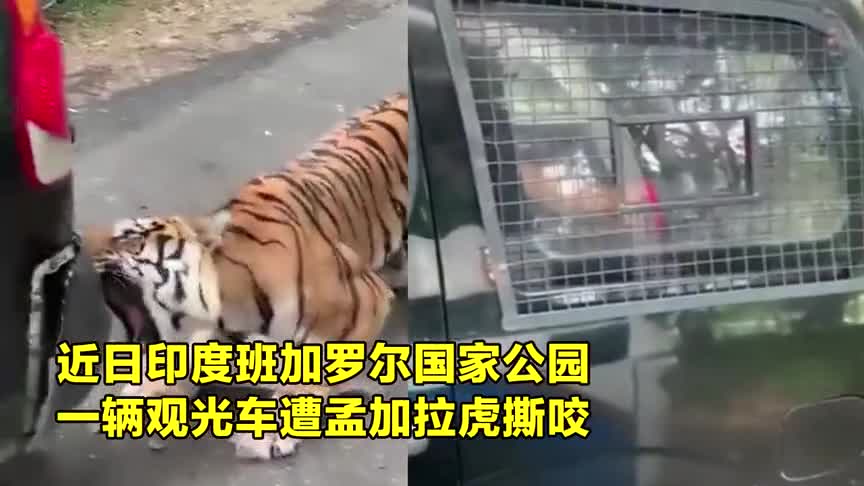 老虎咬合力有多强？实拍：老虎怒拆保险杠轻松拖拽汽车倒退数米！
