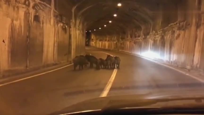 实拍野猪隧道休息，过路的汽车都停靠让路