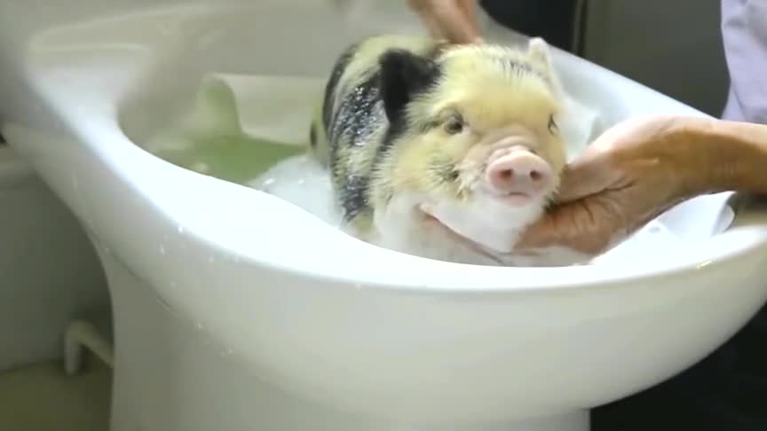 主人帮宠物猪洗澡,宠物猪一脸的享受