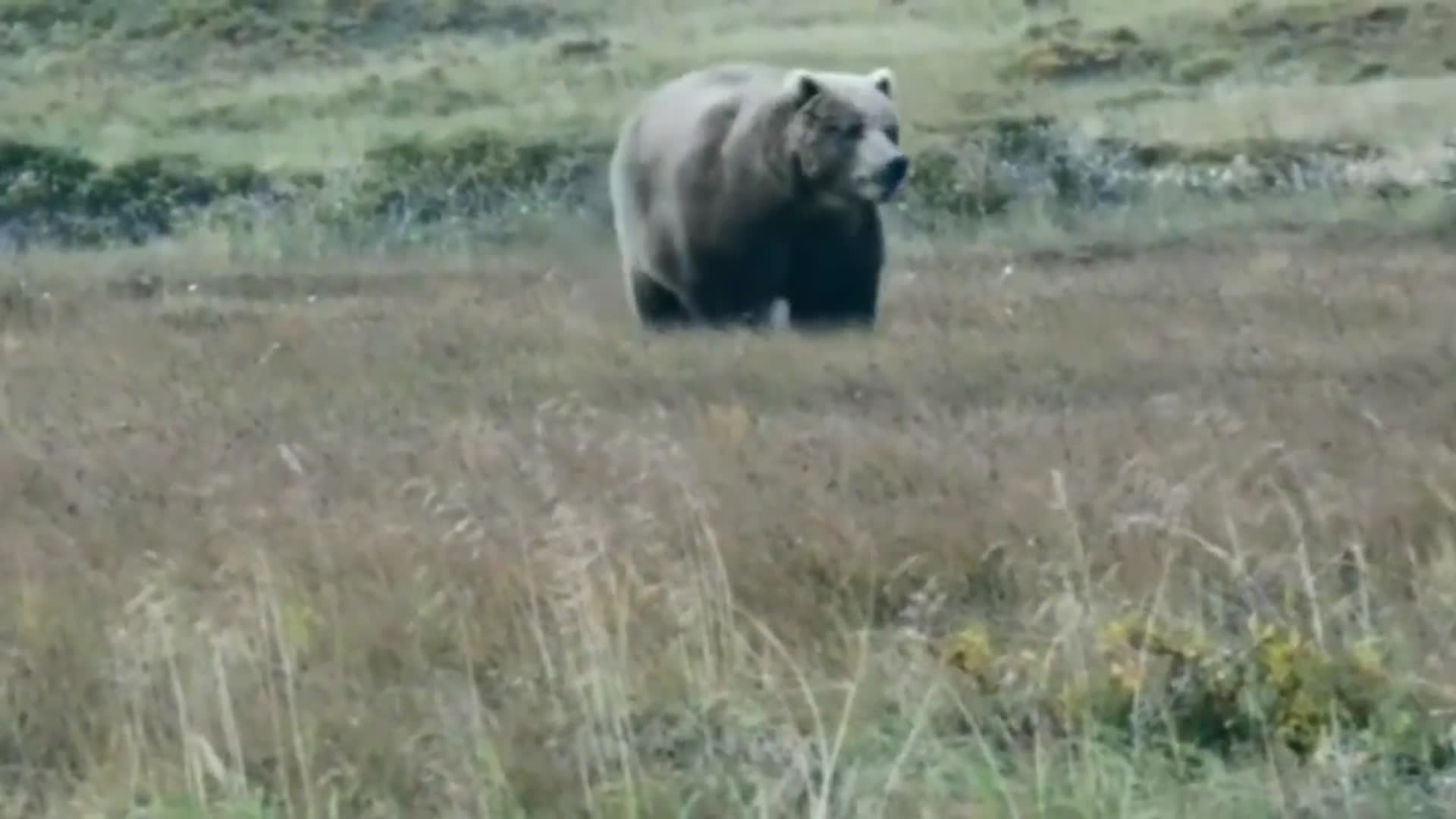 一只800公斤重的科迪亚克岛棕熊