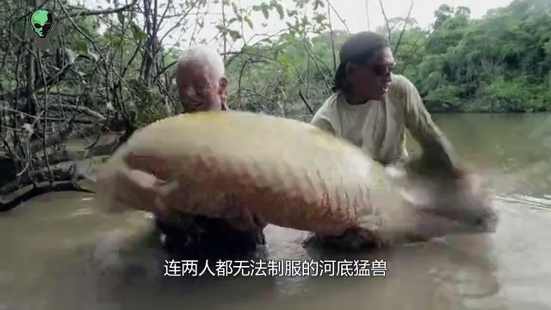 存在上亿年的河中巨怪,把食人鱼当饭吃,为何败给人类手中棒槌?