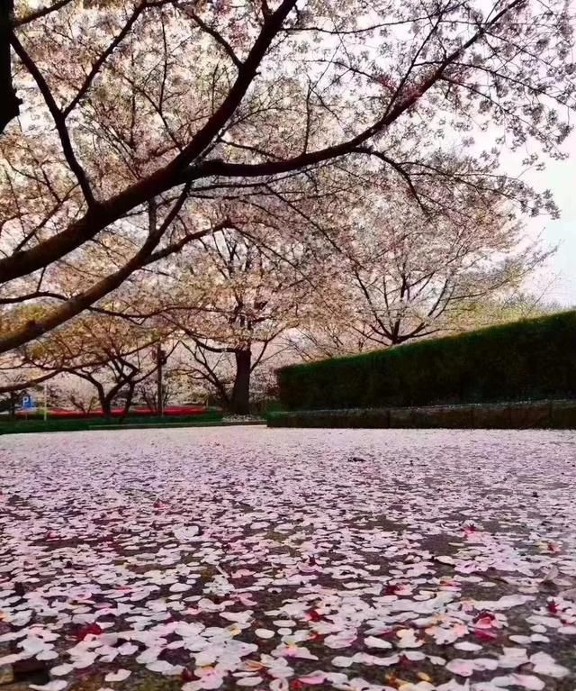 今日武汉大学樱花盛开只能云赏导致落樱缤纷美景