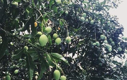 南方马路边上栽种的"绿化芒,现在正成熟,能吃吗?答案来了