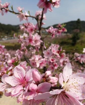 义乌桃花坞风景区在哪里几月开放时间?