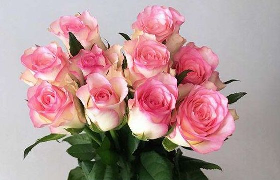 新手养花,不如养盆花中精品"红袖玫瑰",一见钟情,不渝