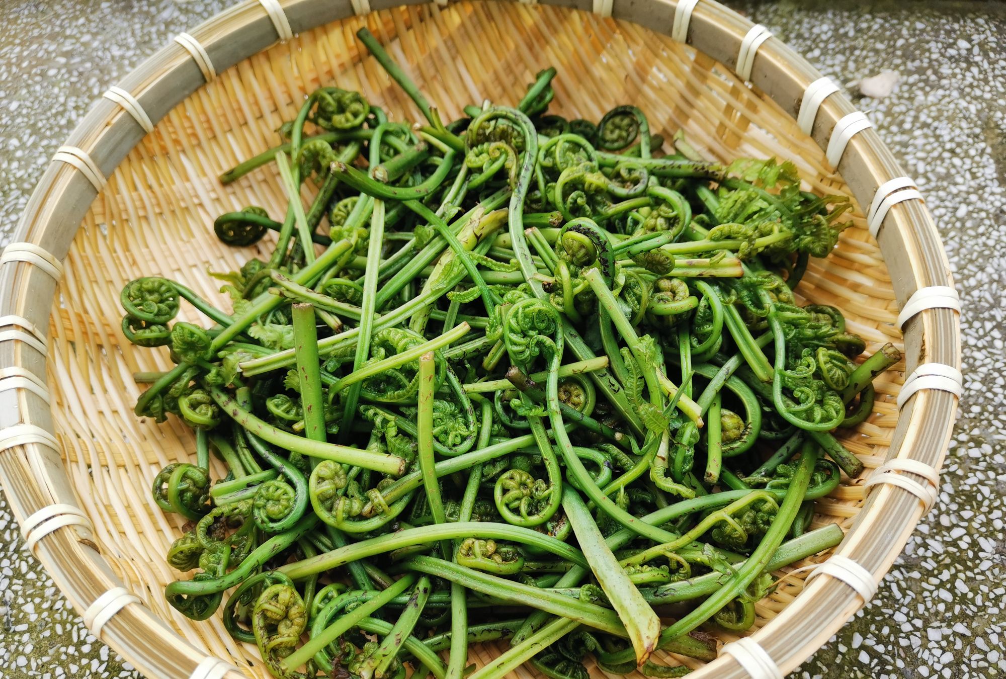 家乡菜,四月份蕨菜最多的季节_高清图集_新浪网