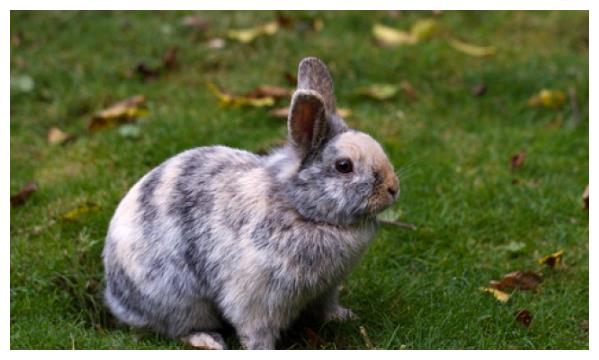 怎么养兔子才能生宝宝 3887-kefmphe3845076.jpg