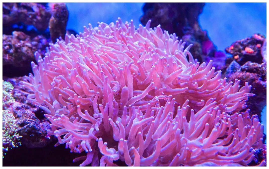 重阳节就要登高高赏海菊