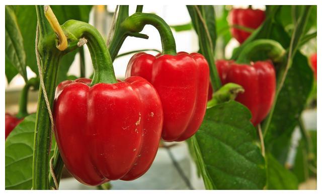 怎样晒干辣椒晒的快 b827-iwasyei1425821.jpg