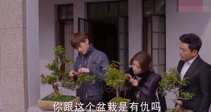 杉杉来了:封月手残不会剪盆栽,言清吐槽:你跟它有仇吗