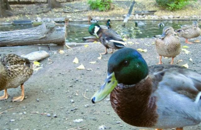 “为什么鸭肉在中国如此受欢迎?”听听老外给出的理由是什么?