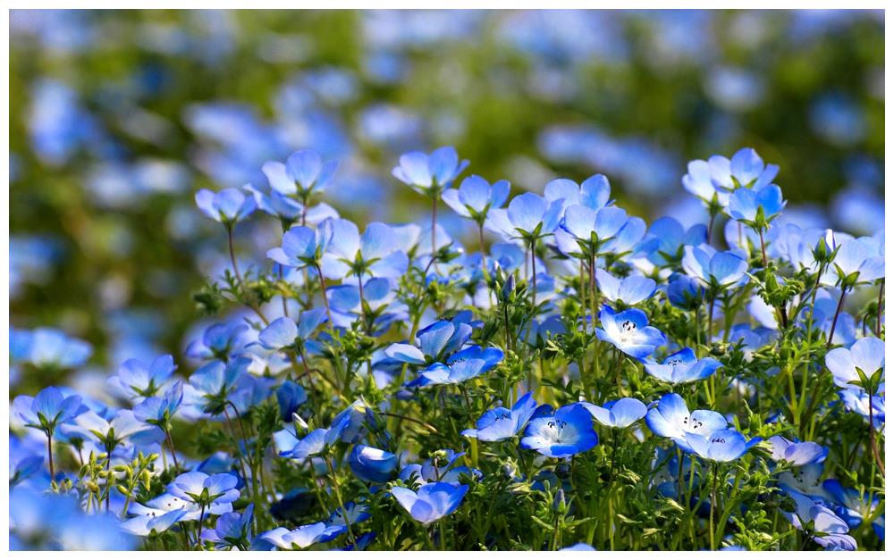 粉蝶花,纯净之蓝的美丽花朵,开成了蓝色花海,太惊艳了