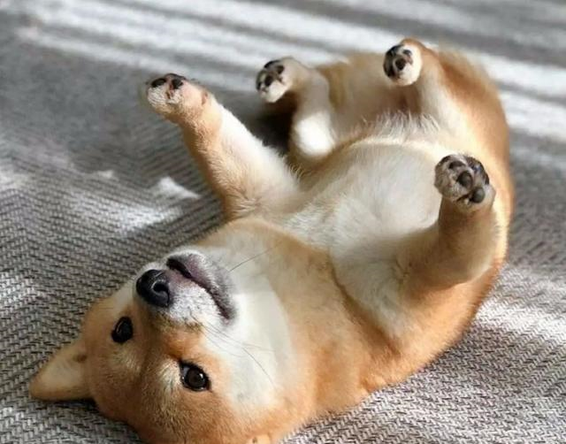 柴犬界的带刀武士拔刀动作帅翻网友