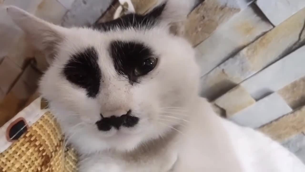 器不支持最新的video播放 00:00 00:07 00:07 为您推荐 果然是土拨猫