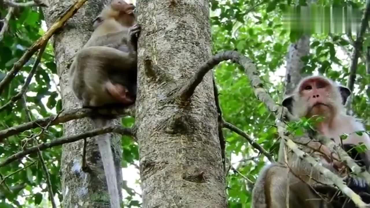 猴子坐着树枝抱着树上,姿势优雅