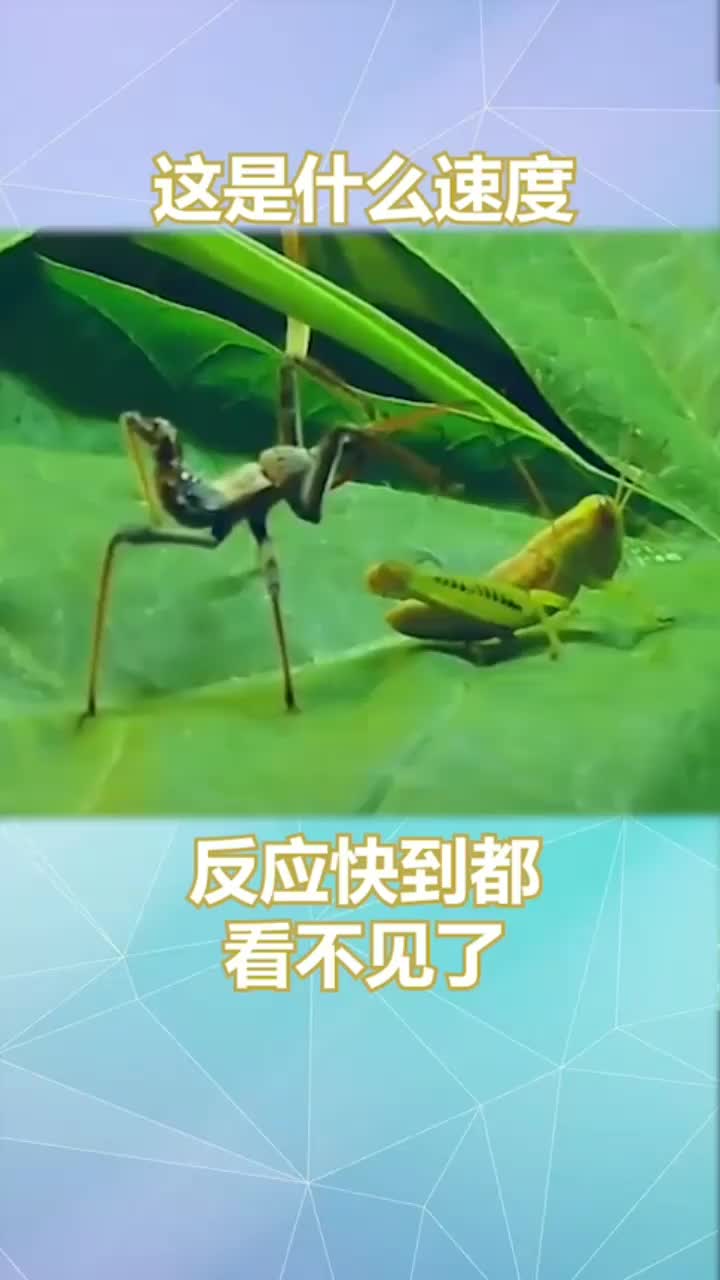 这是什么动物反应速度快到肉眼都看不见了