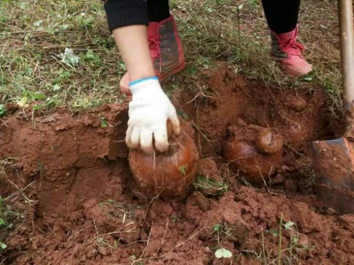 男子野外挖出宝贝，却遭人们哄抢，欲哭无泪